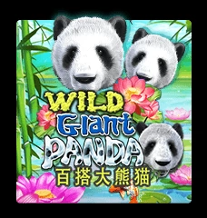 Wild Giant Panda
